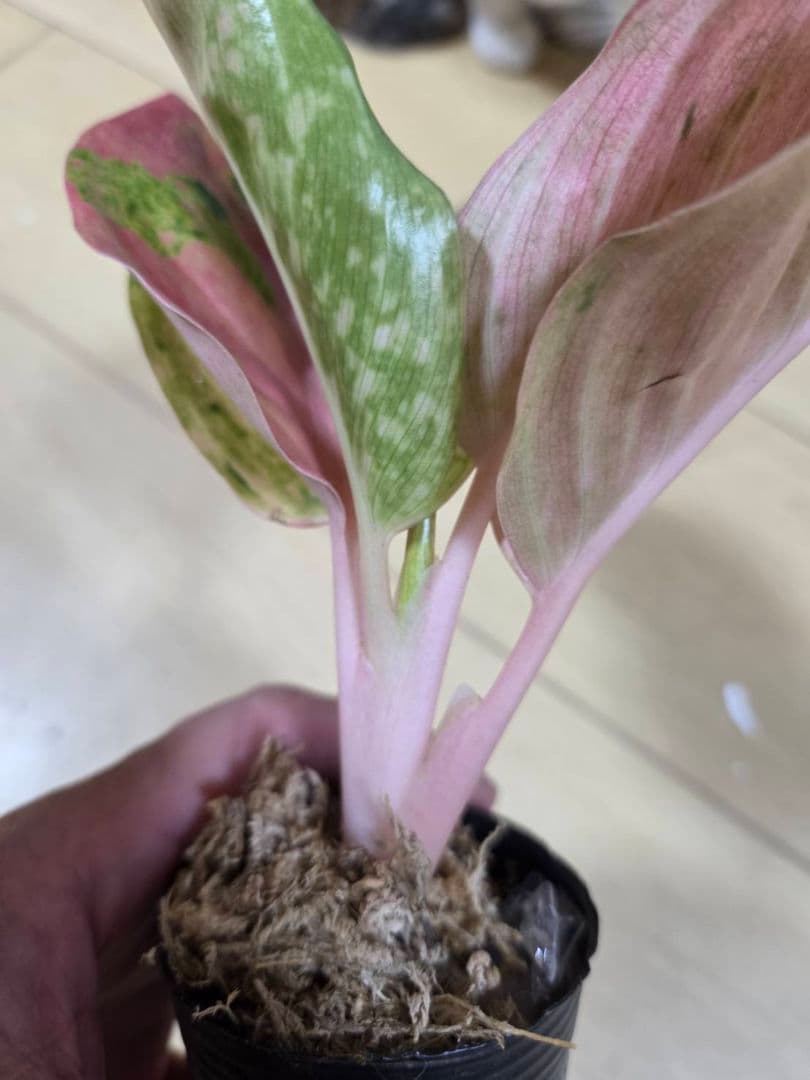 セール　アグラオネマ　エメラルド　ピンクローズ　観葉植物