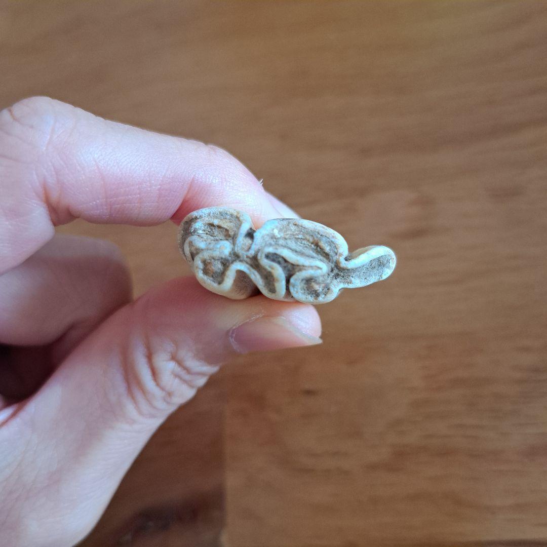 馬の歯　化石？　天然石 波状模様のクリーム色