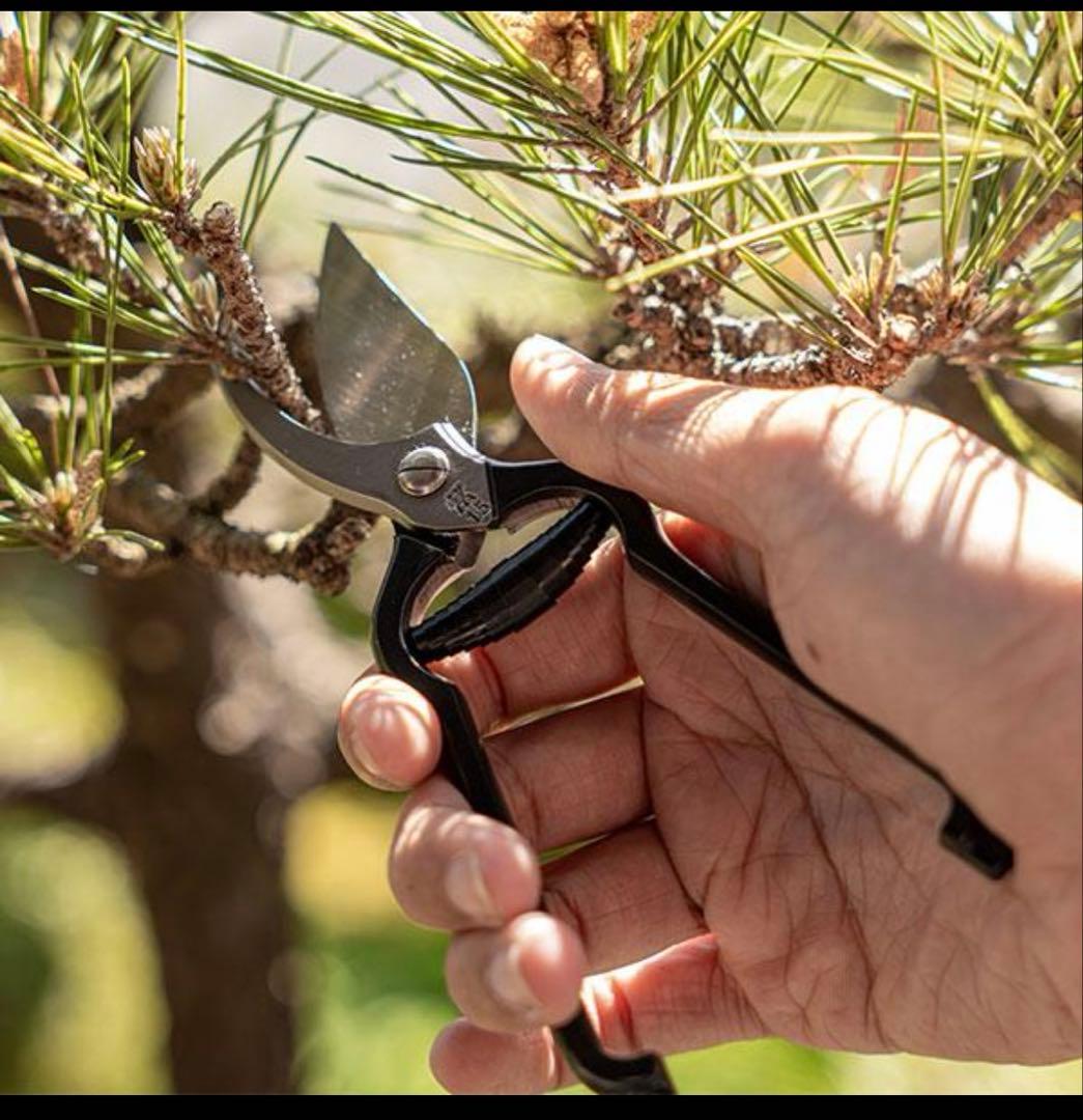 ツヴィリング　限定版剪定ばさみ 牧野博士