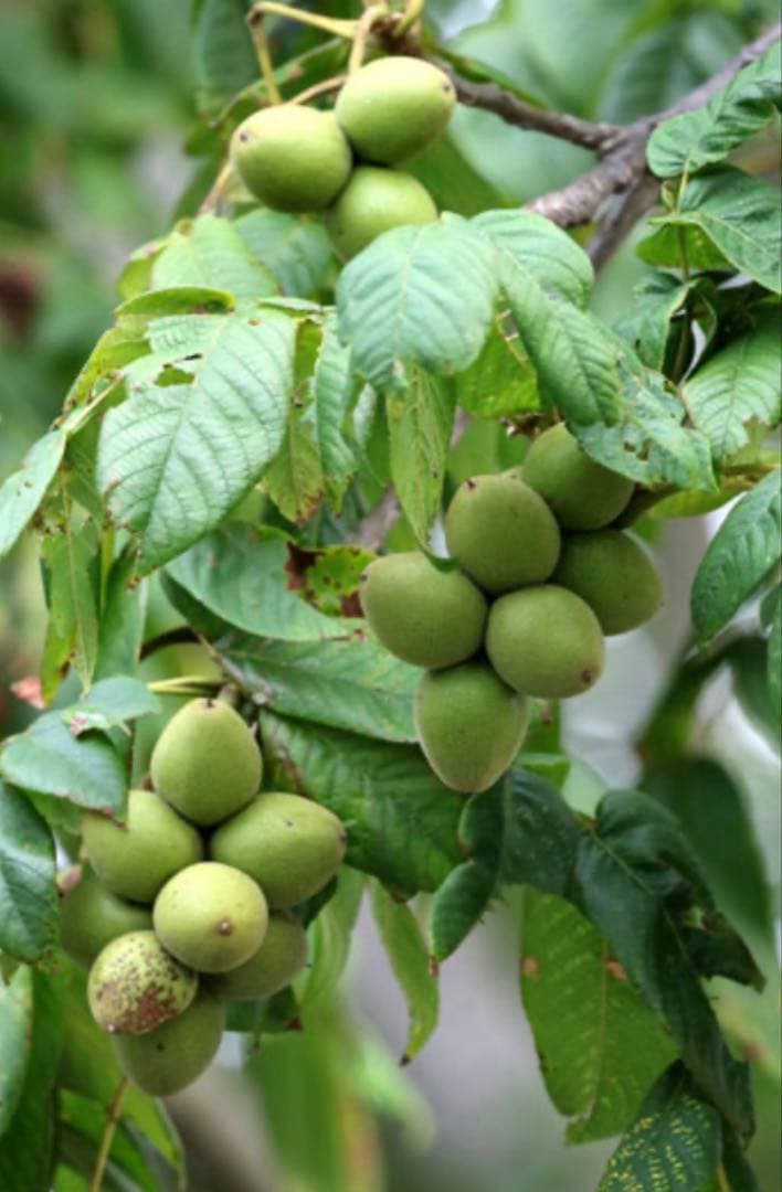 鬼クルミ　苗木　1.7メートル1本　小3セット