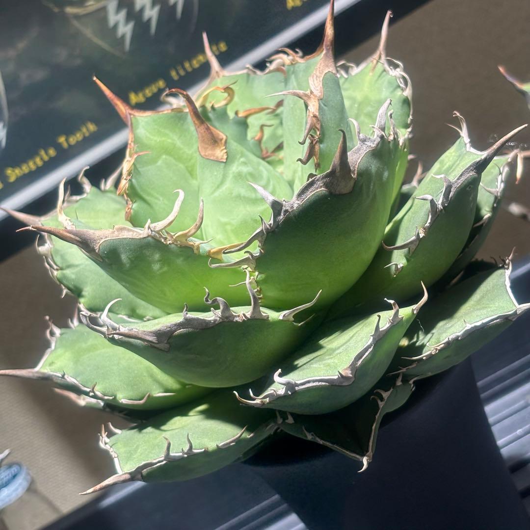 特出！アガベチタノタ毒液（極上株）超S級良形狂棘superヴェノム激レア大株