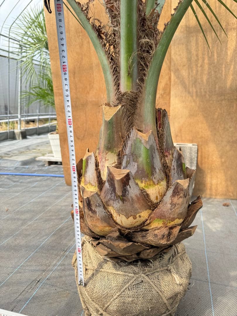 ココスヤシシルバーリーフ【極太】葉先200cm幹回り110cm 幹高50cm