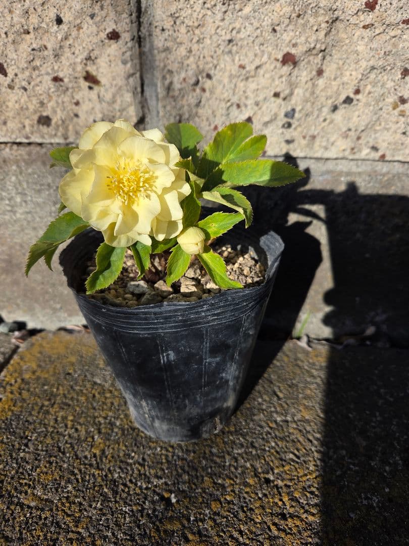 クリスマスローズ　かぐや姫