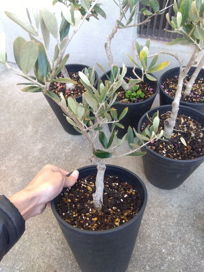 オリーブ　盆栽　古木　6号鉢つき　6鉢セット❗　あ