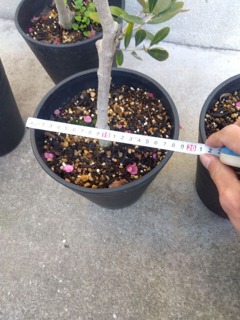 オリーブ　盆栽　古木　6号鉢つき　6鉢セット❗　あ