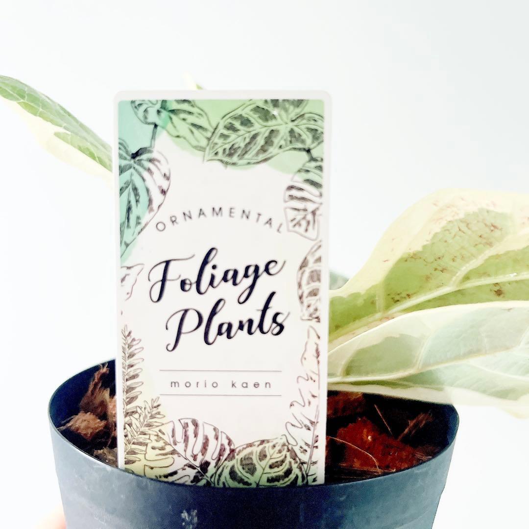 超希少 フィカスリラータ イヴォンヌ 斑入りカシワバゴム 観葉植物 calm