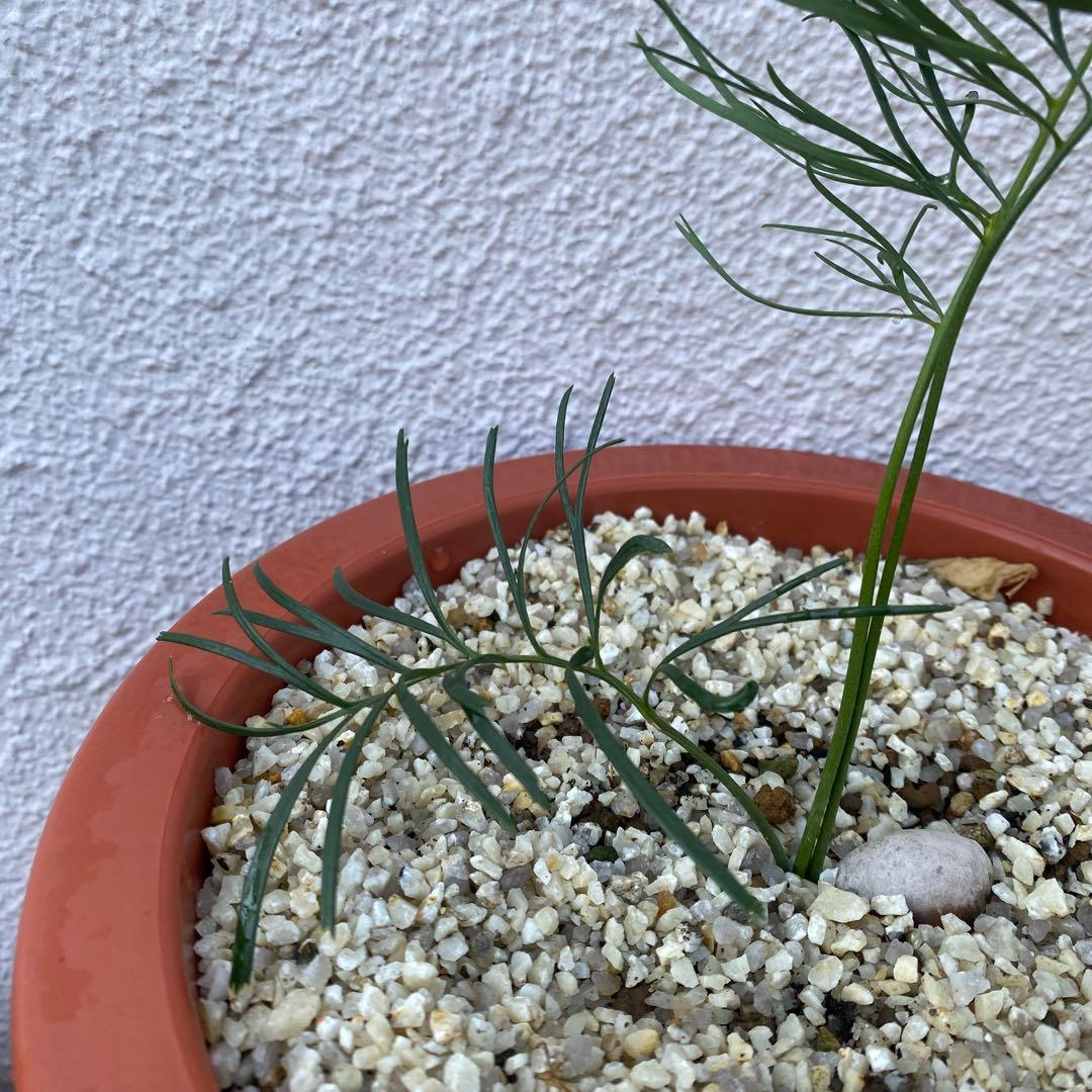 マクロザミア ステノメラ Macrozamia stenomera