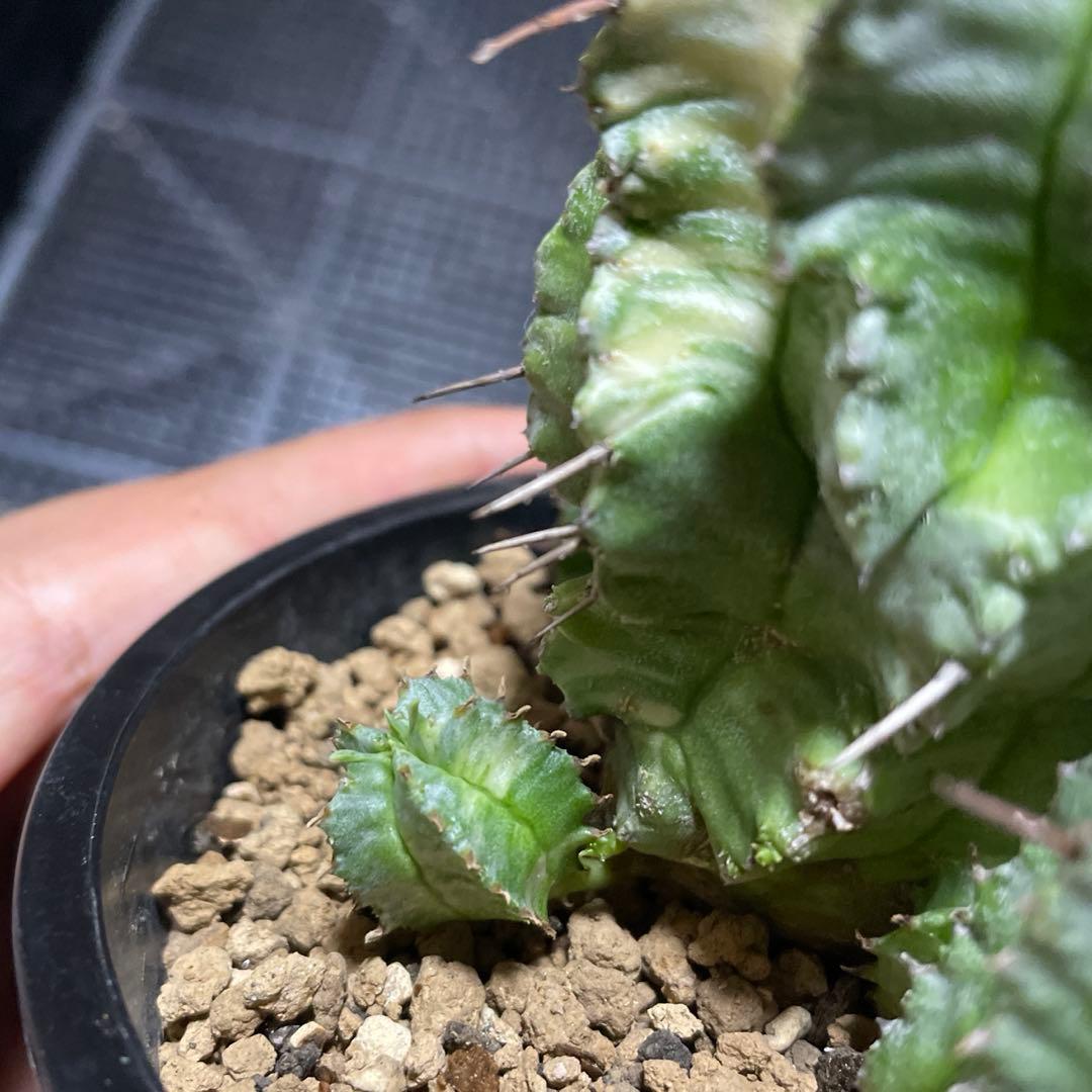 ホリダ錦　ユーフォルビア　サボテン　多肉植物