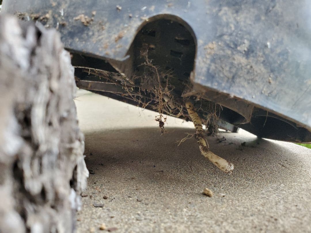 ユッカ　マルデヌベス　ver.ロスト②