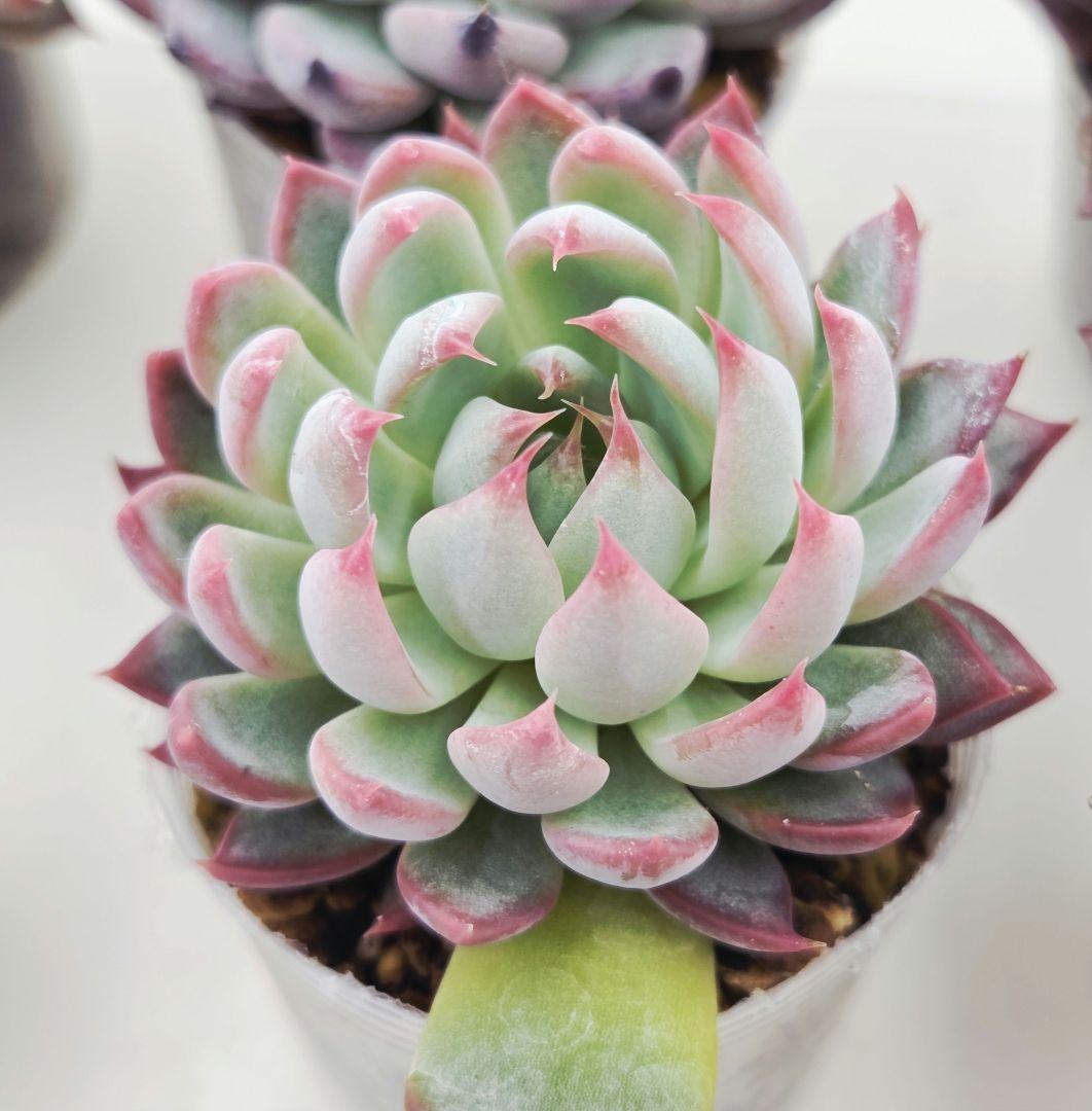 あ*か様 ㊶大きめ苗! 桜鬼❣️ちょこん❣️祭囃子❣️おらいさん発根済 6苗メル