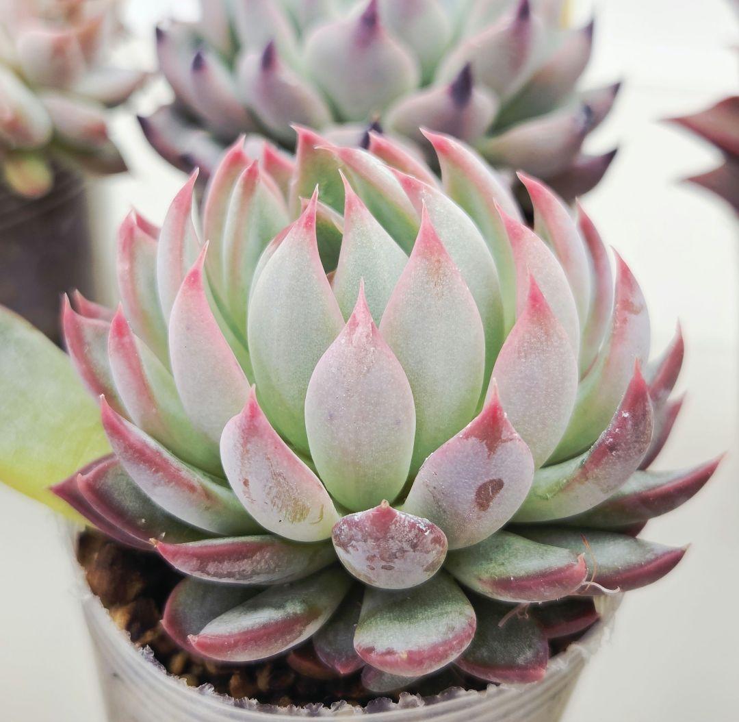 あ*か様 ㊶大きめ苗! 桜鬼❣️ちょこん❣️祭囃子❣️おらいさん発根済 6苗メル