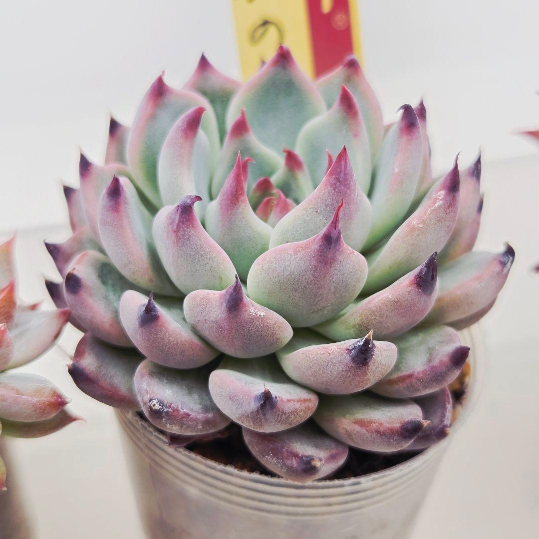 あ*か様 ㊶大きめ苗! 桜鬼❣️ちょこん❣️祭囃子❣️おらいさん発根済 6苗メル