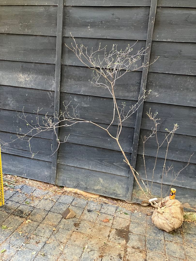 21 山採り　バイカツツジ