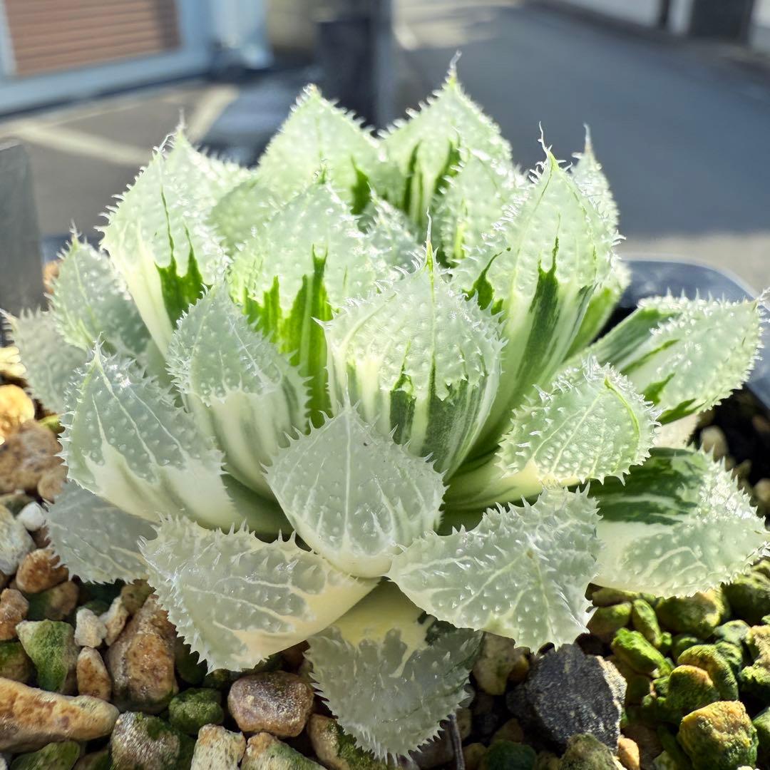 多肉植物 ハオルチア 氷魂オブツーサ錦 親株 10.5x10.5cm鉢