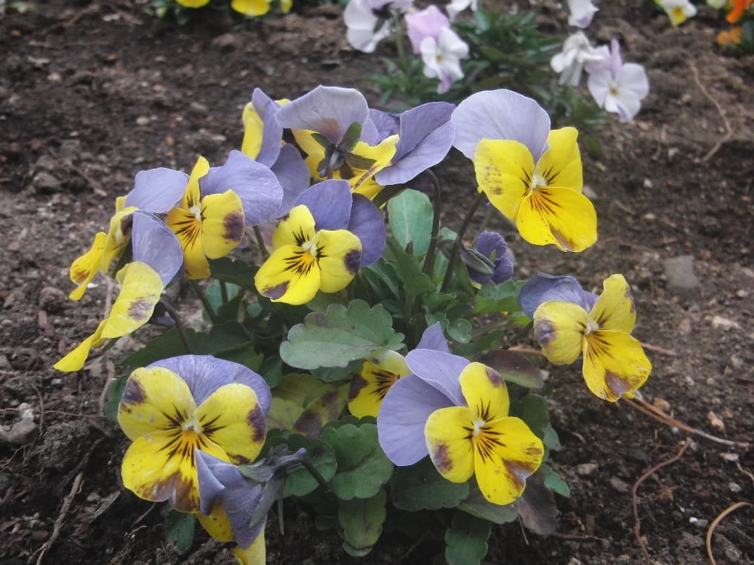 実写美⭕️美品【動作確認済】CASIO ハイスピード EXILIM EX-FS10