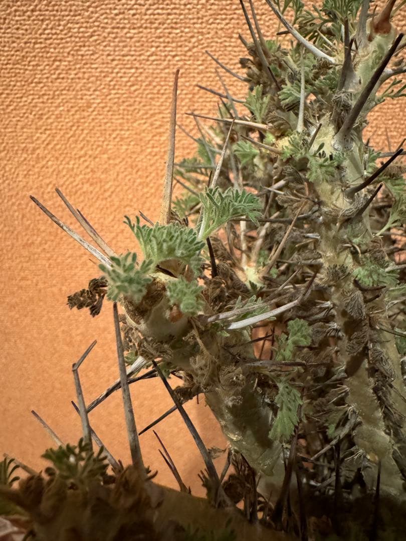 サルコカウロン ヘレー　竜骨城