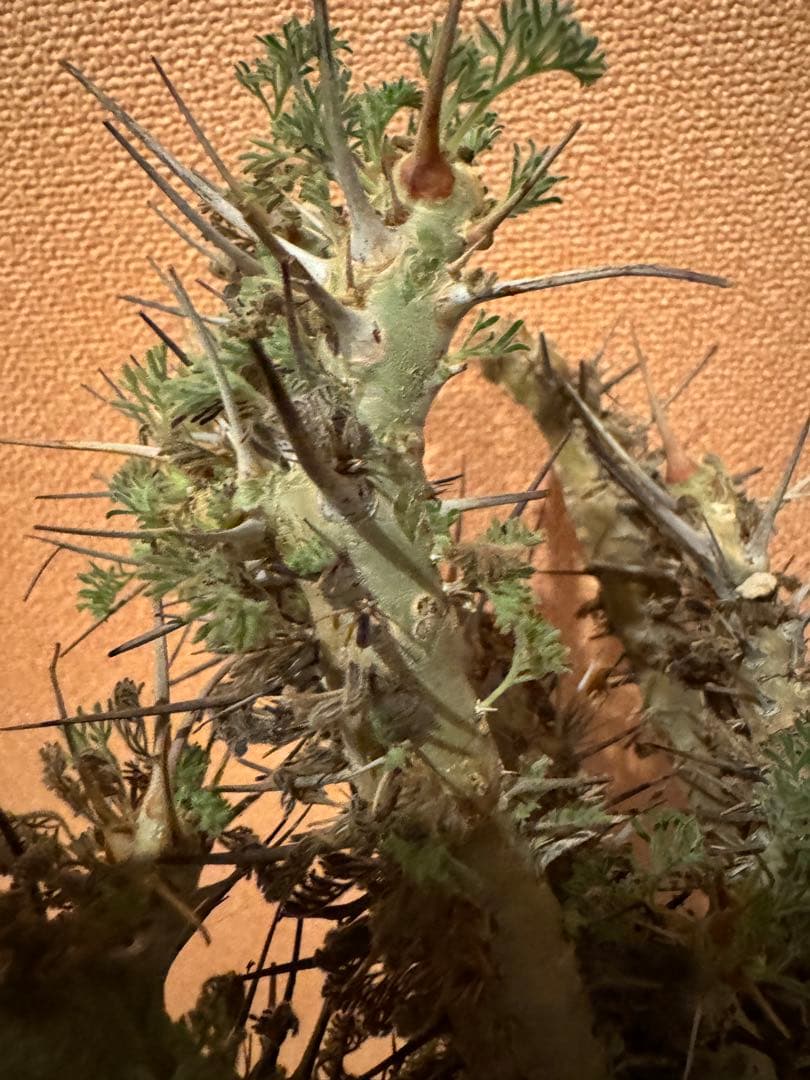 サルコカウロン ヘレー　竜骨城