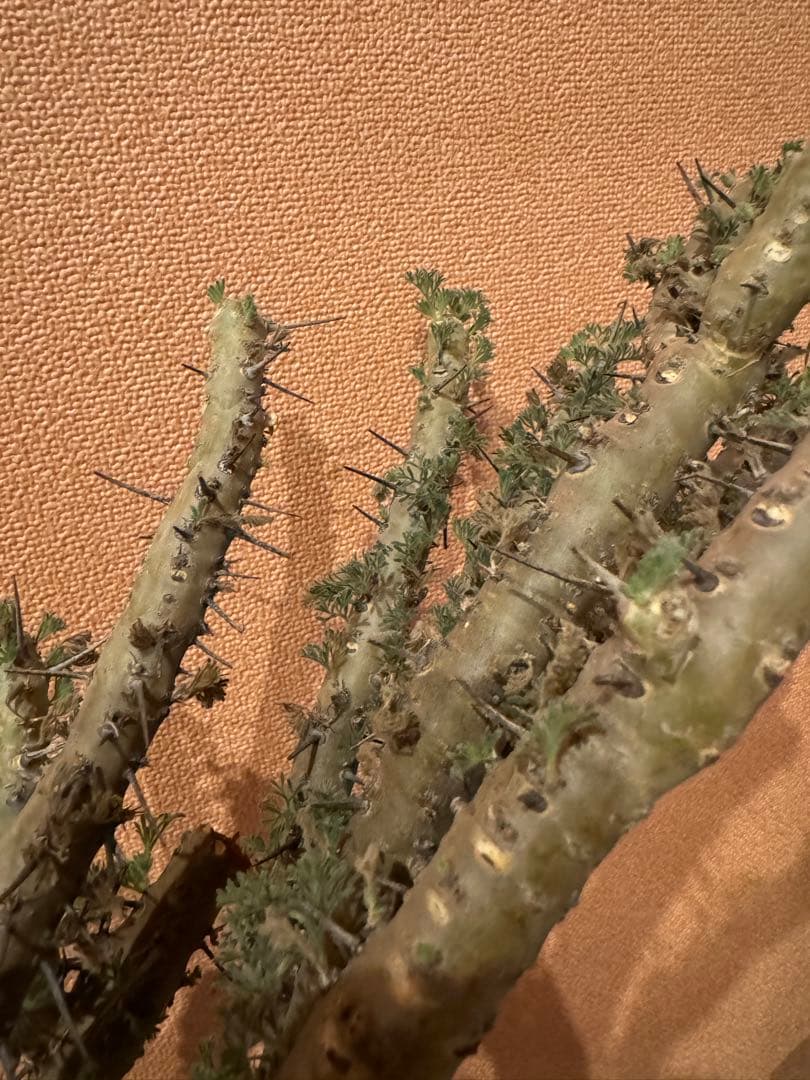 サルコカウロン ヘレー　竜骨城