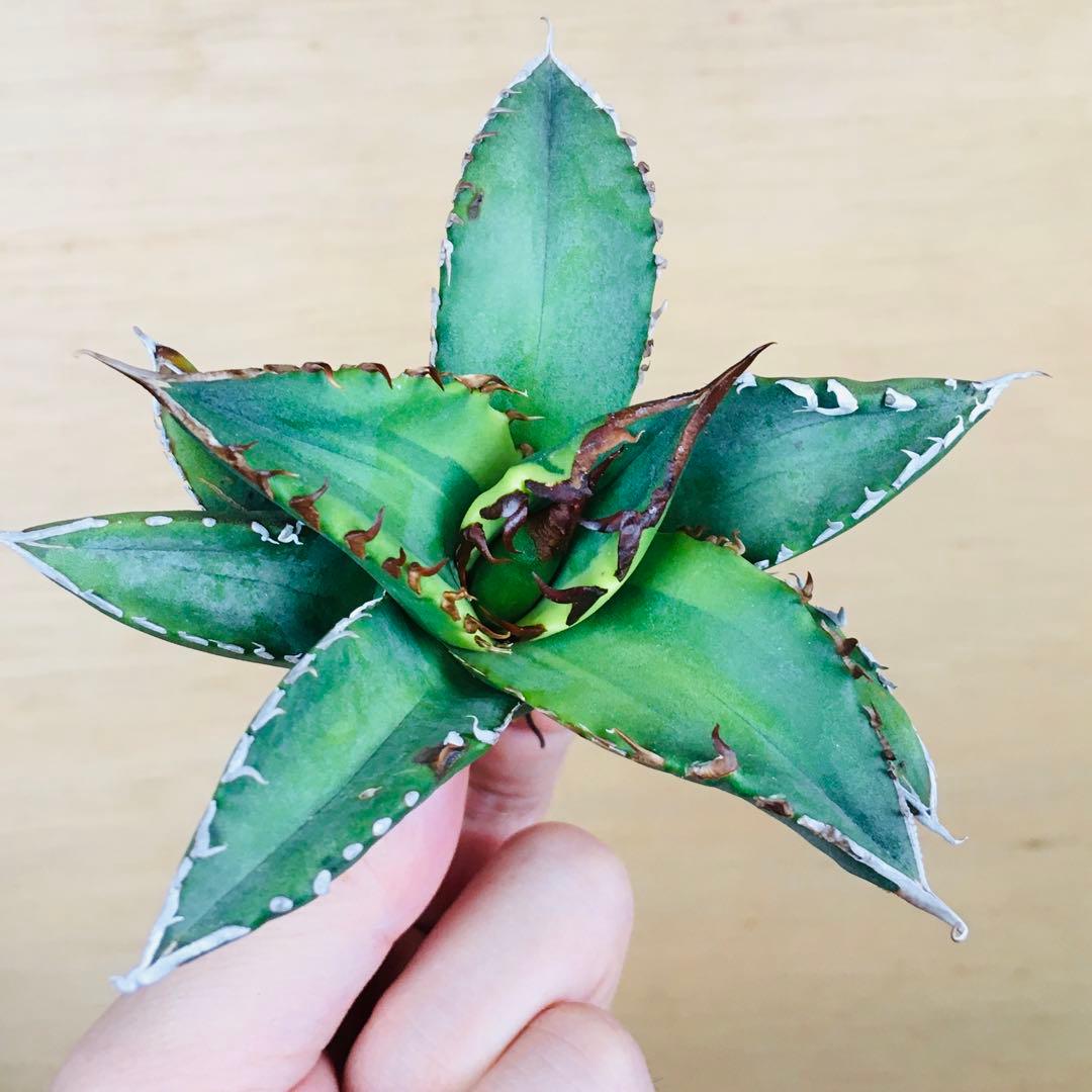 【稀少】4 老白鯨錦 黄覆輪斑 ソーラーエクリプス TC株 アガベ チタノタ錦