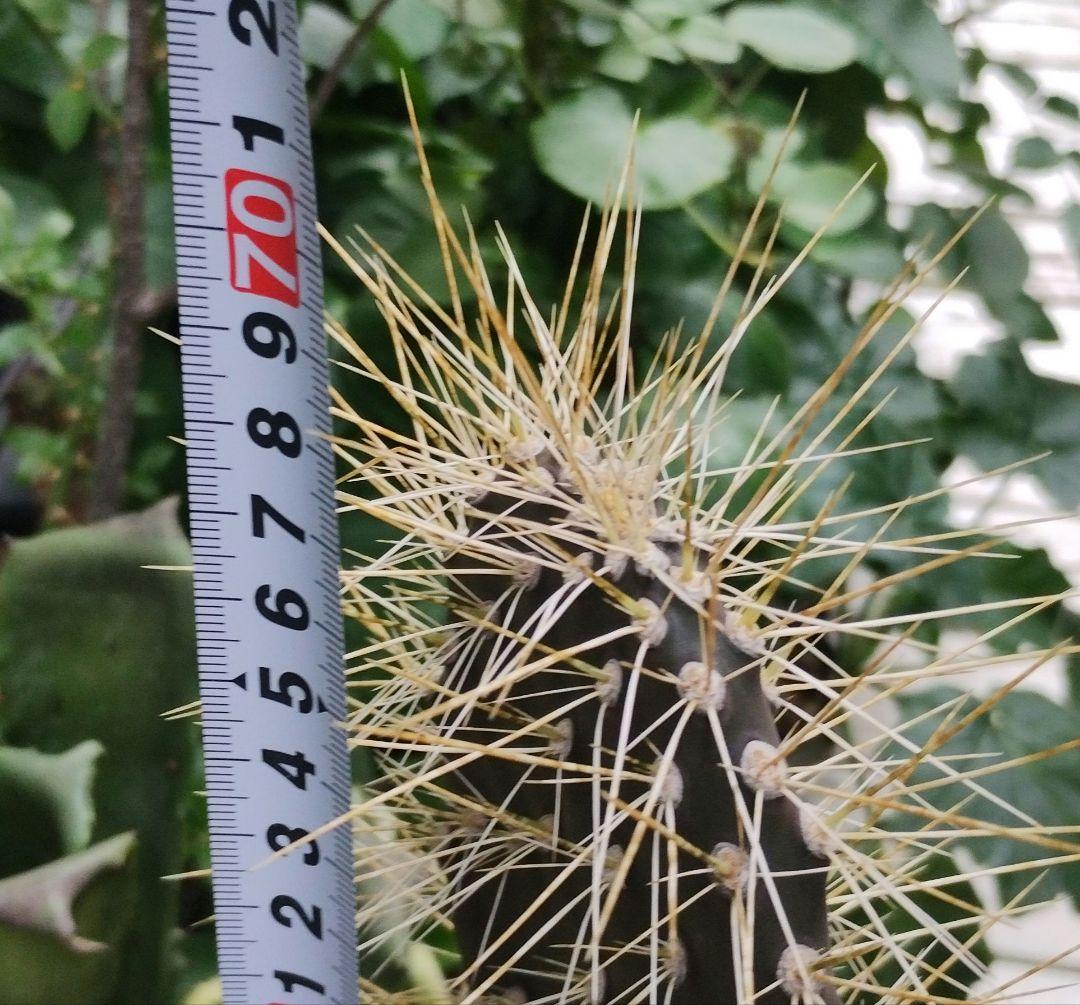 ガラパゴス団扇　黒肌強棘opuntia galapageiaガラパゲイア　大株