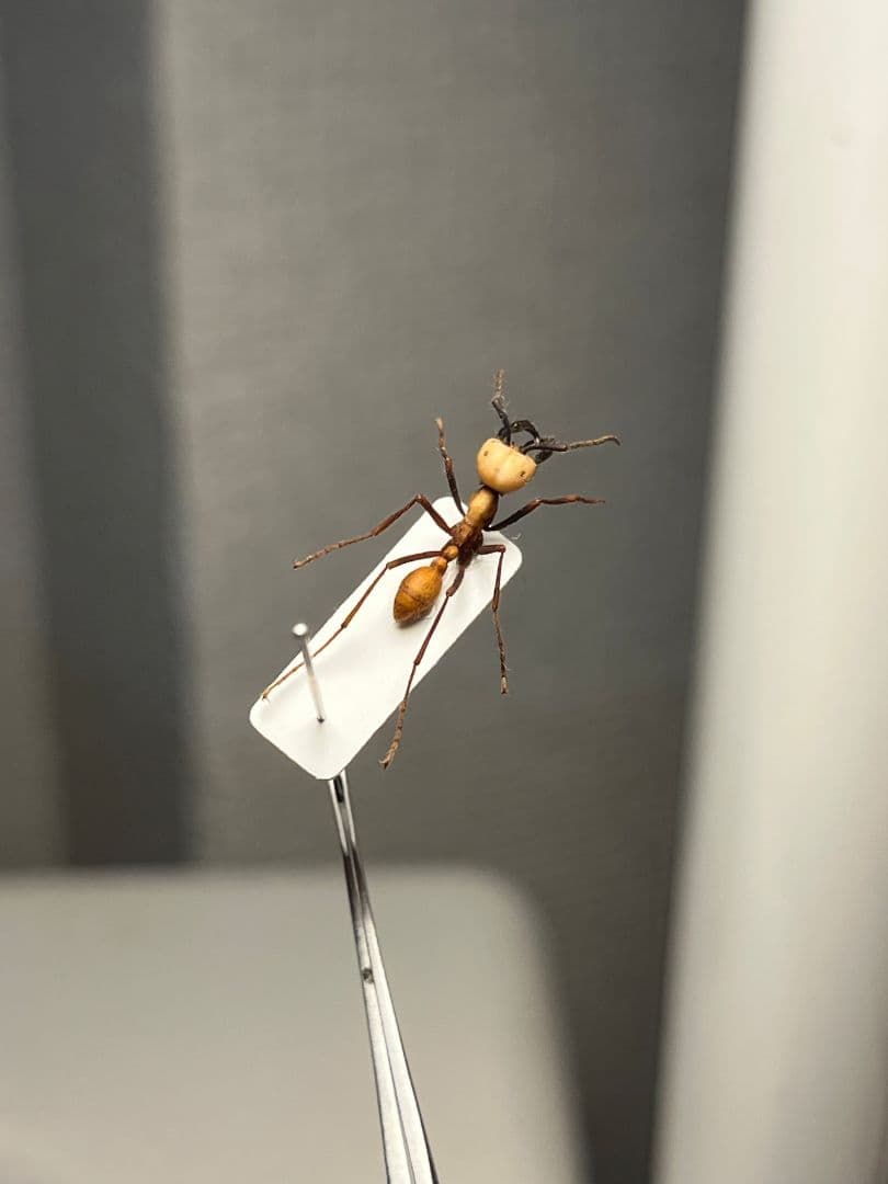 【14mm】グンタイアリ 標本 パラポネラ ソルジャーアントEciton sp.