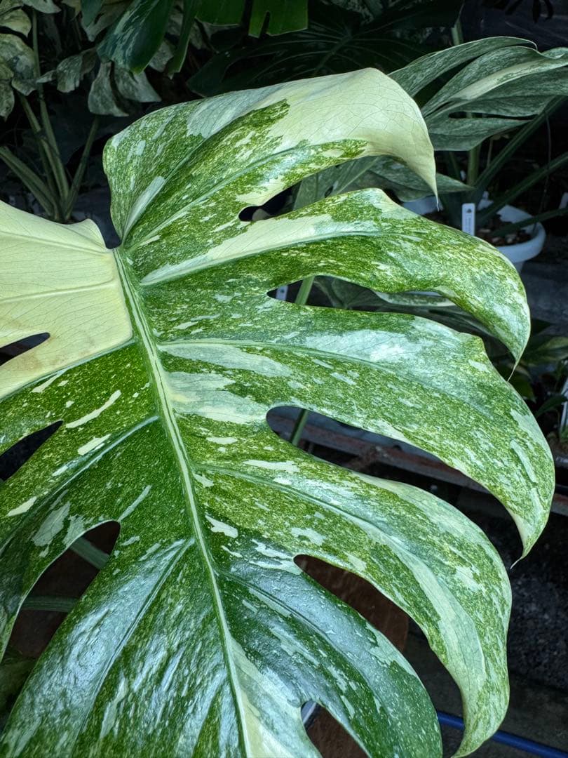 LG10モンステラ　レガシー　美斑入り健康株