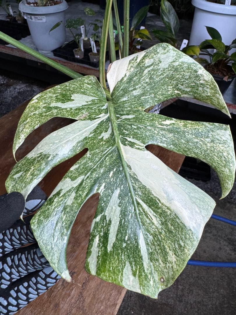 LG10モンステラ　レガシー　美斑入り健康株