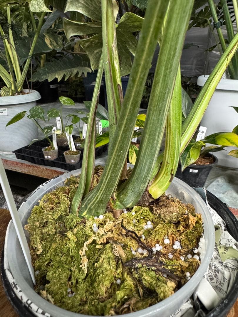 LG10モンステラ　レガシー　美斑入り健康株