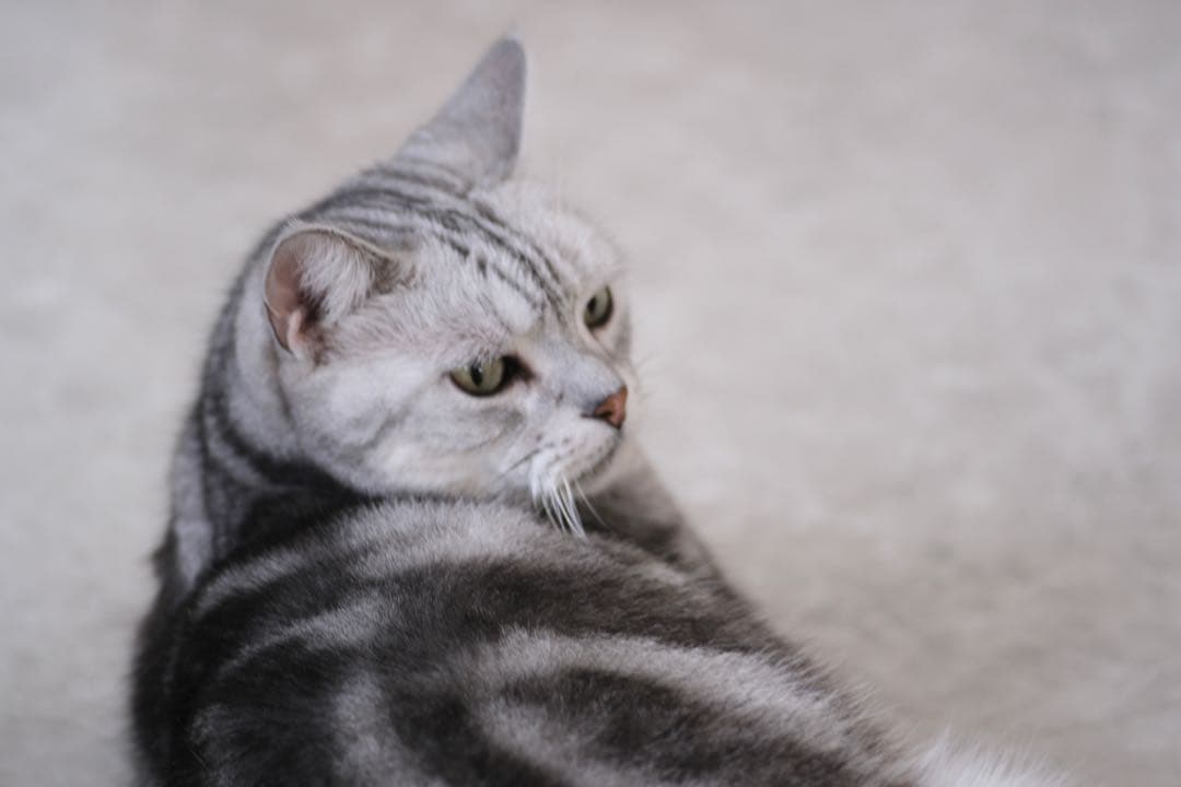 お値引OK ★アダプター付Carl Zeiss Sonnar 90/2.8作例有