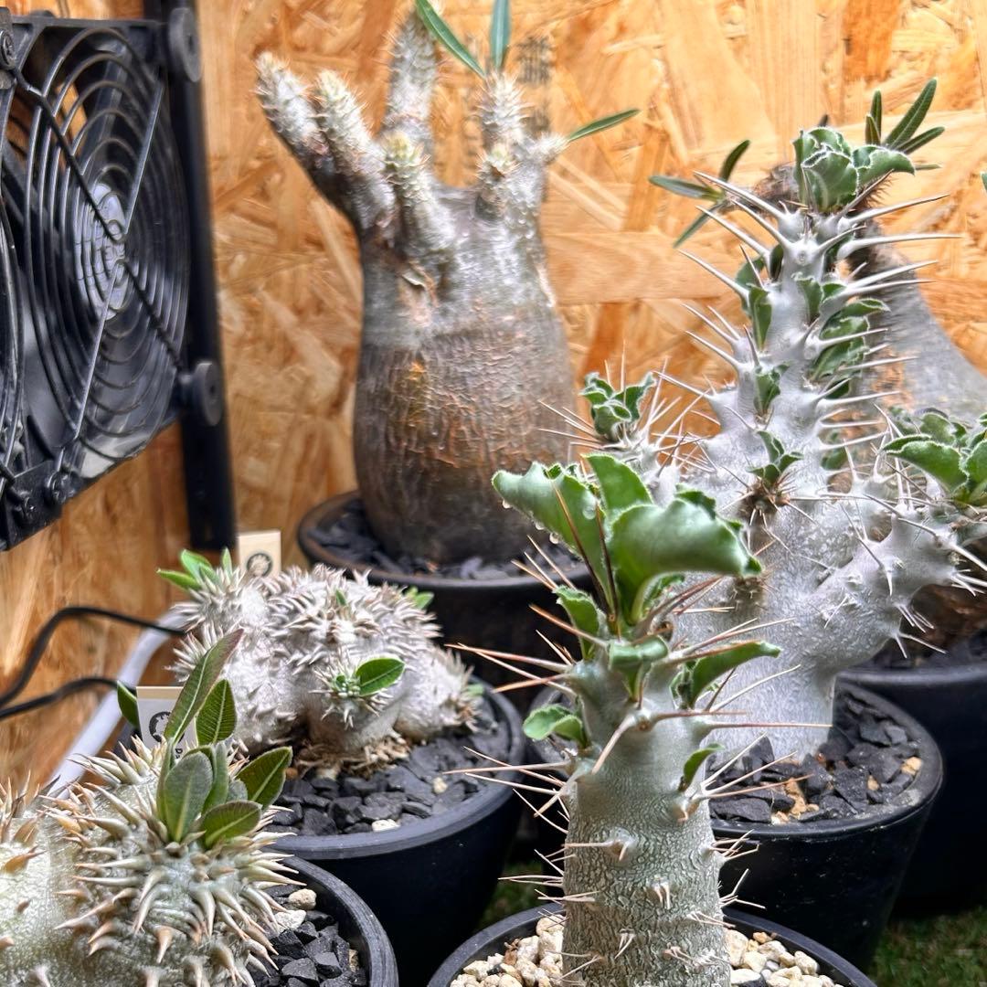 パキポディウム　イノピナツム　現地球