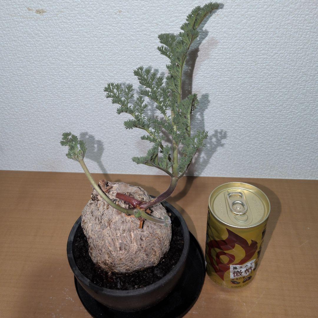 ペラルゴニウム　トリステ　良型タイプ 現地球　発根株（鉢付き)