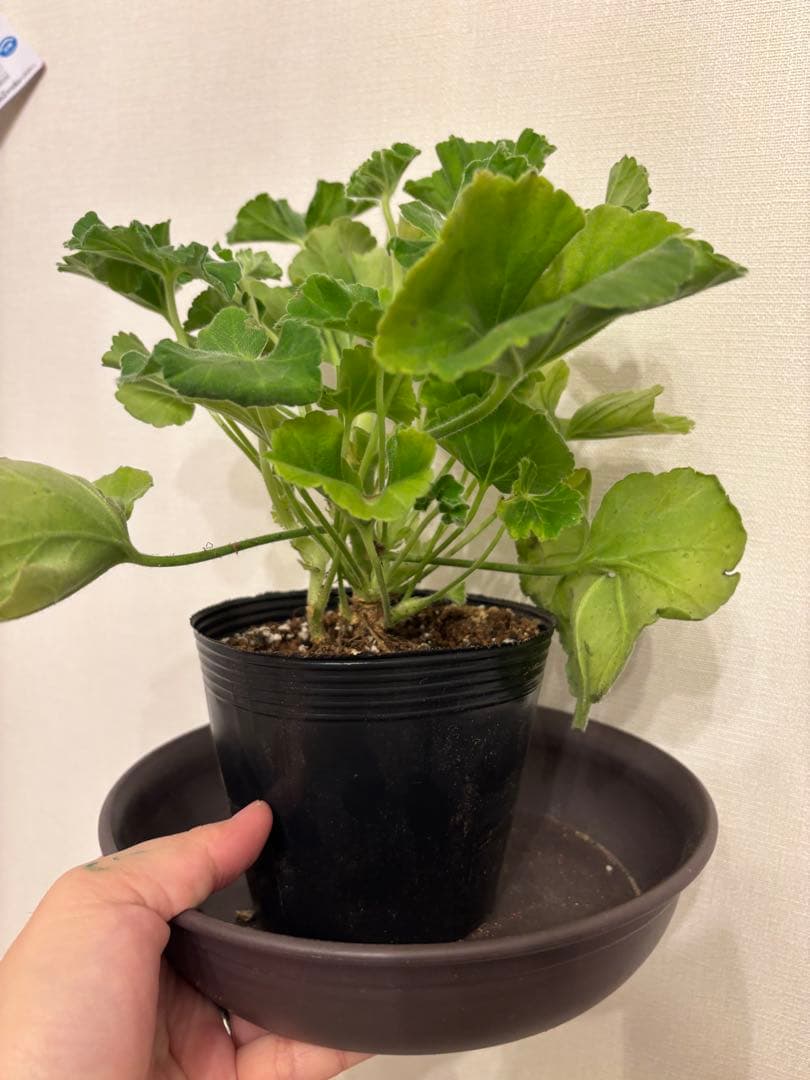 Ronリンク　SA001とXX01