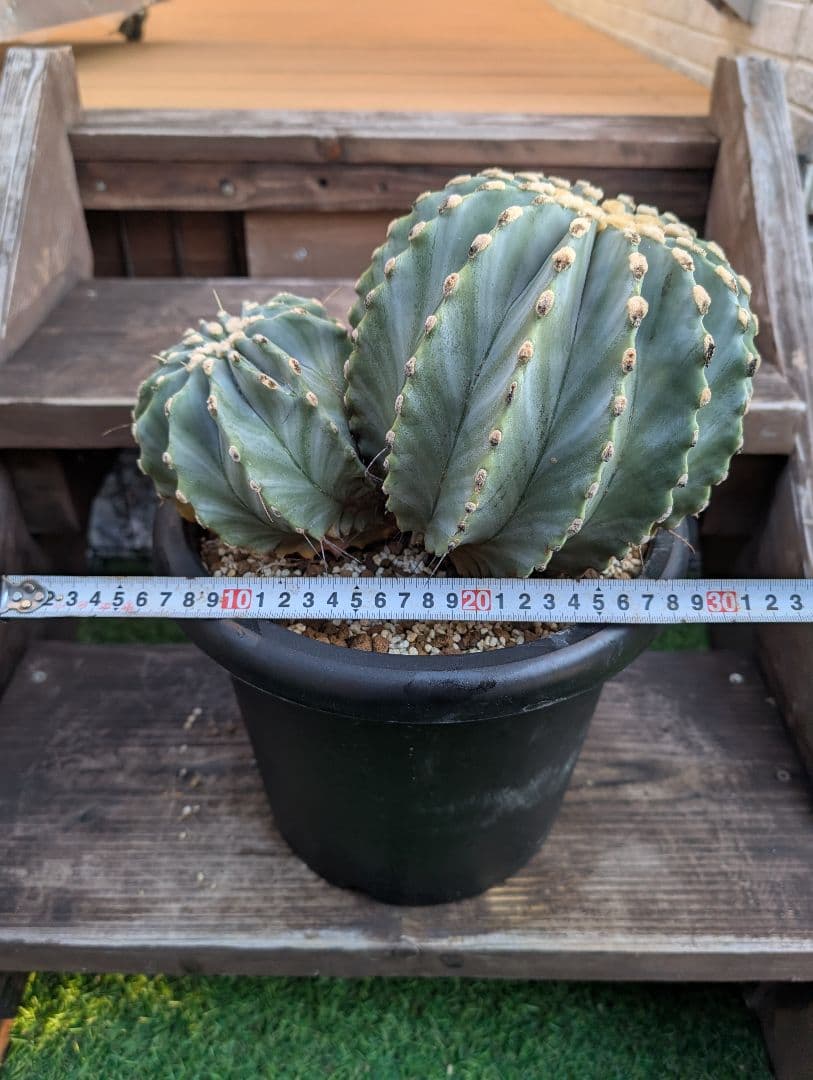 【Omc Labo】極上2　フェロカクタス刺無王冠竜　希少 サボテン　古木