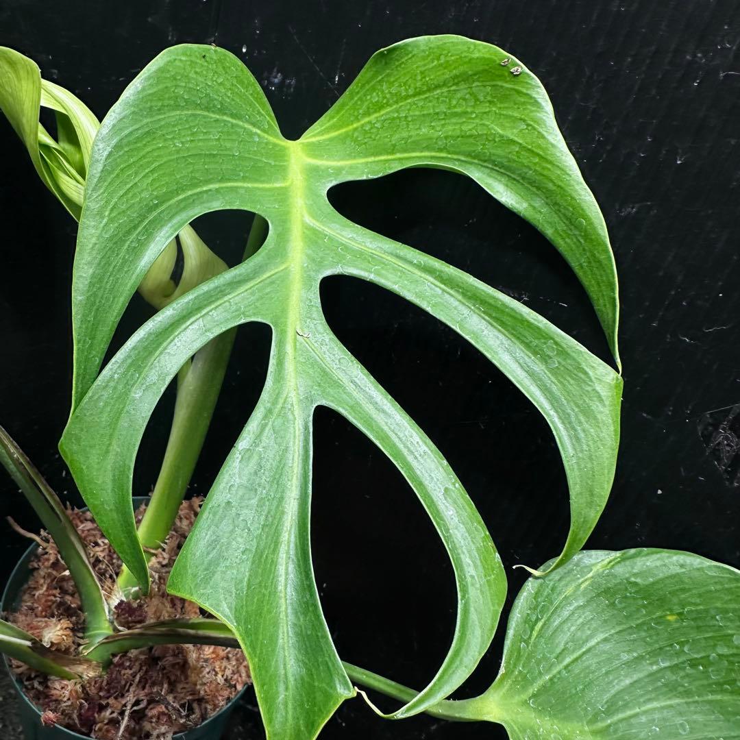 k*o様 モンステラデリシオーサシエラナオアハカ増殖株大株美葉個体レア