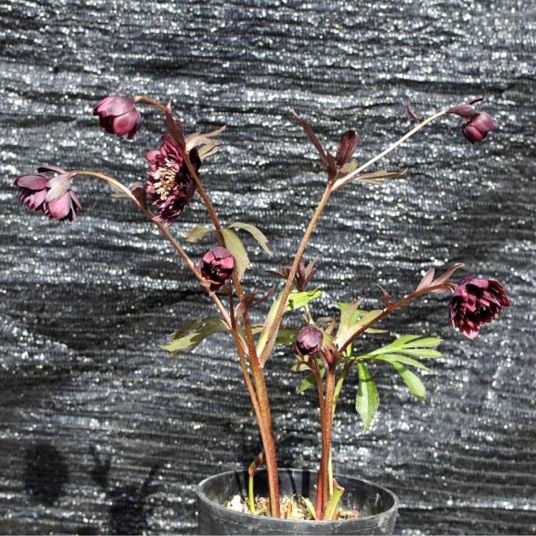 も*子様 ☘️ラスト2☘️蕾付き3341⭐️超小輪⭐️MIX顔【クレオパトラ＋彗