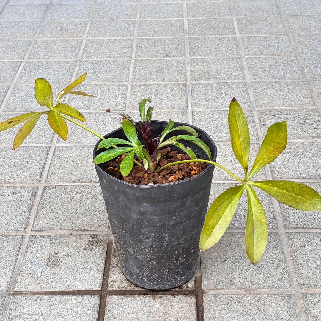 も*子様 ☘️ラスト2☘️蕾付き3341⭐️超小輪⭐️MIX顔【クレオパトラ＋彗