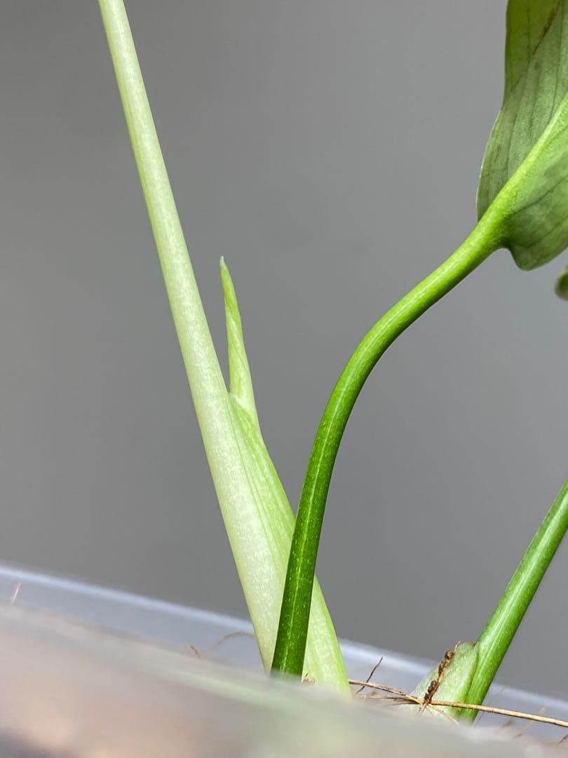 【セール‼️】モンステラ　デリシオーサ　バルバソー　フシギダネ/ ベトシオーサ