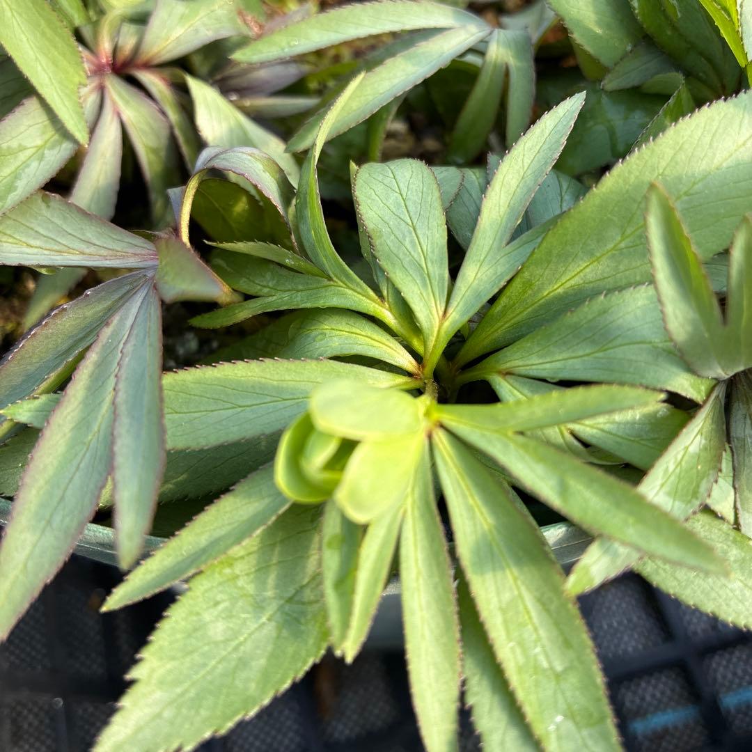 （12）クリスマスローズ　原種　白抜け　デュメトラム　７寸