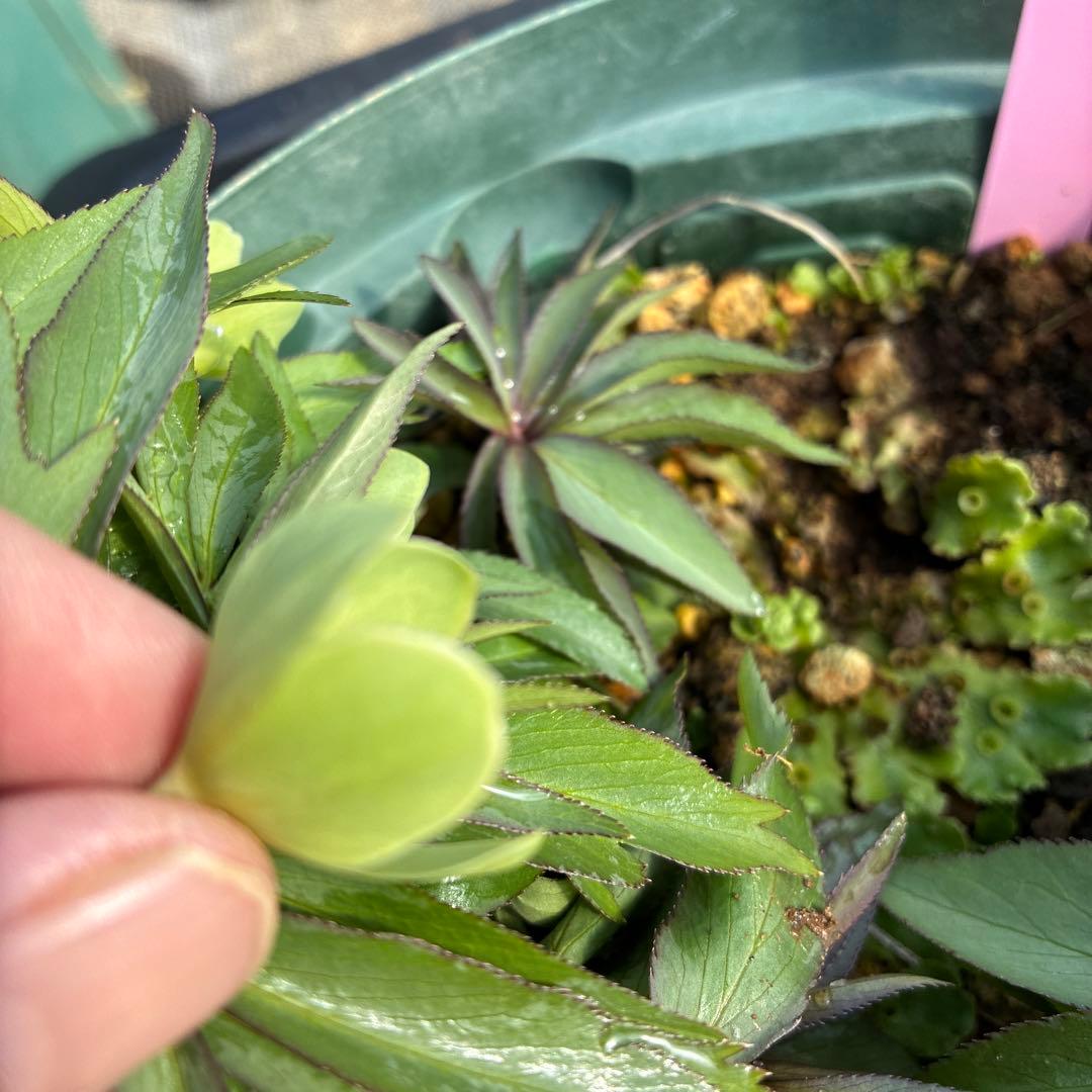 （12）クリスマスローズ　原種　白抜け　デュメトラム　７寸