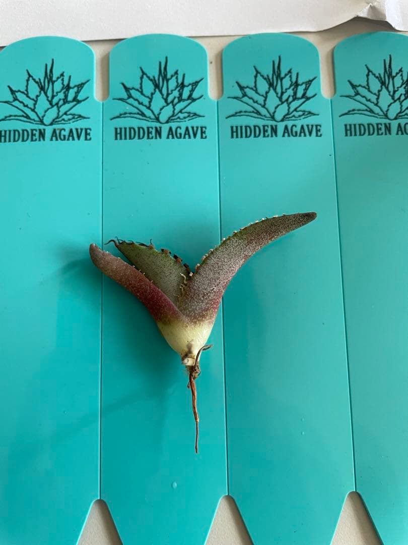 ①発根済み Hidden Agave titanota 'creep'