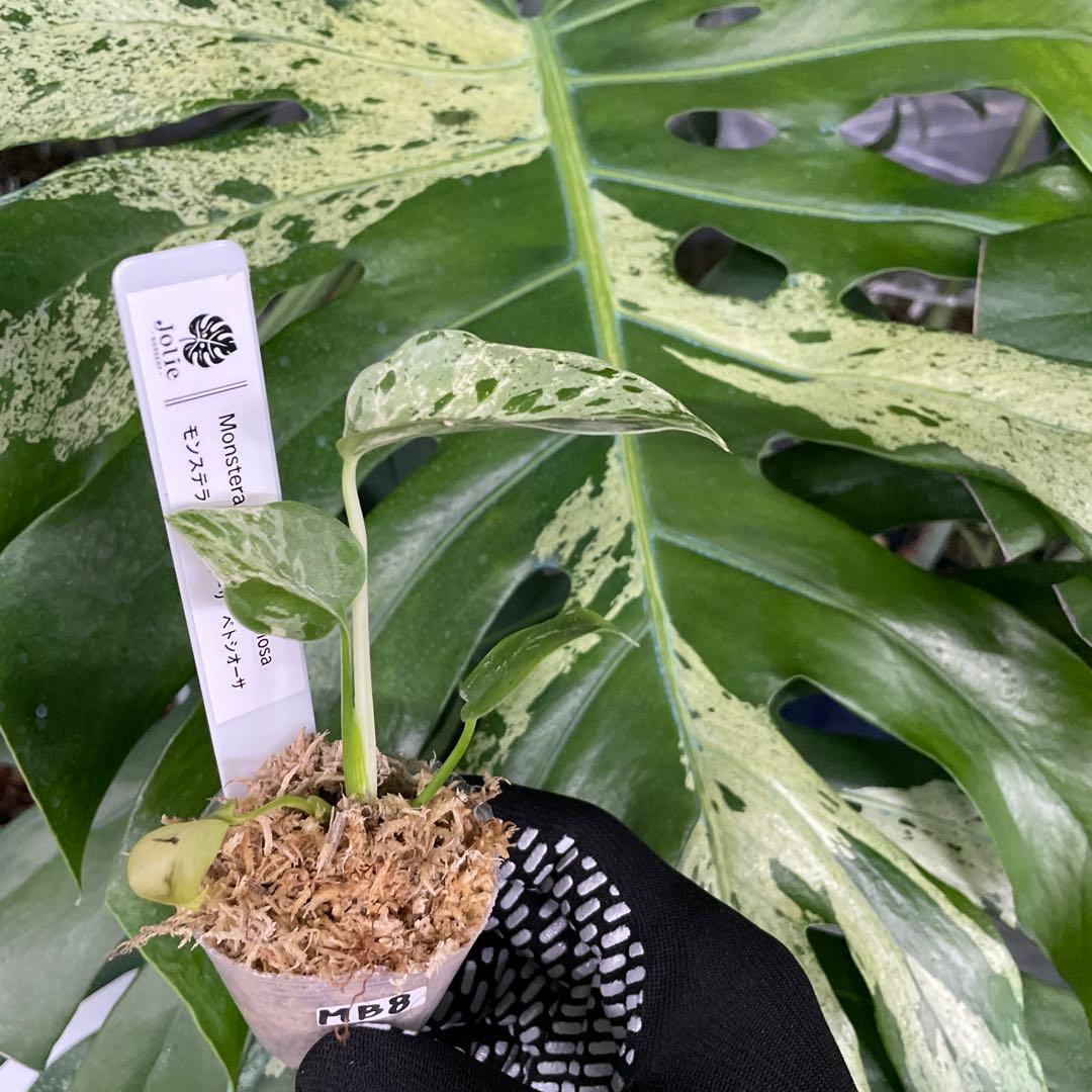 MB8モンステラ　デリシオーサ　ベトシオーサ　2寸ポリポット　ネコポス発送