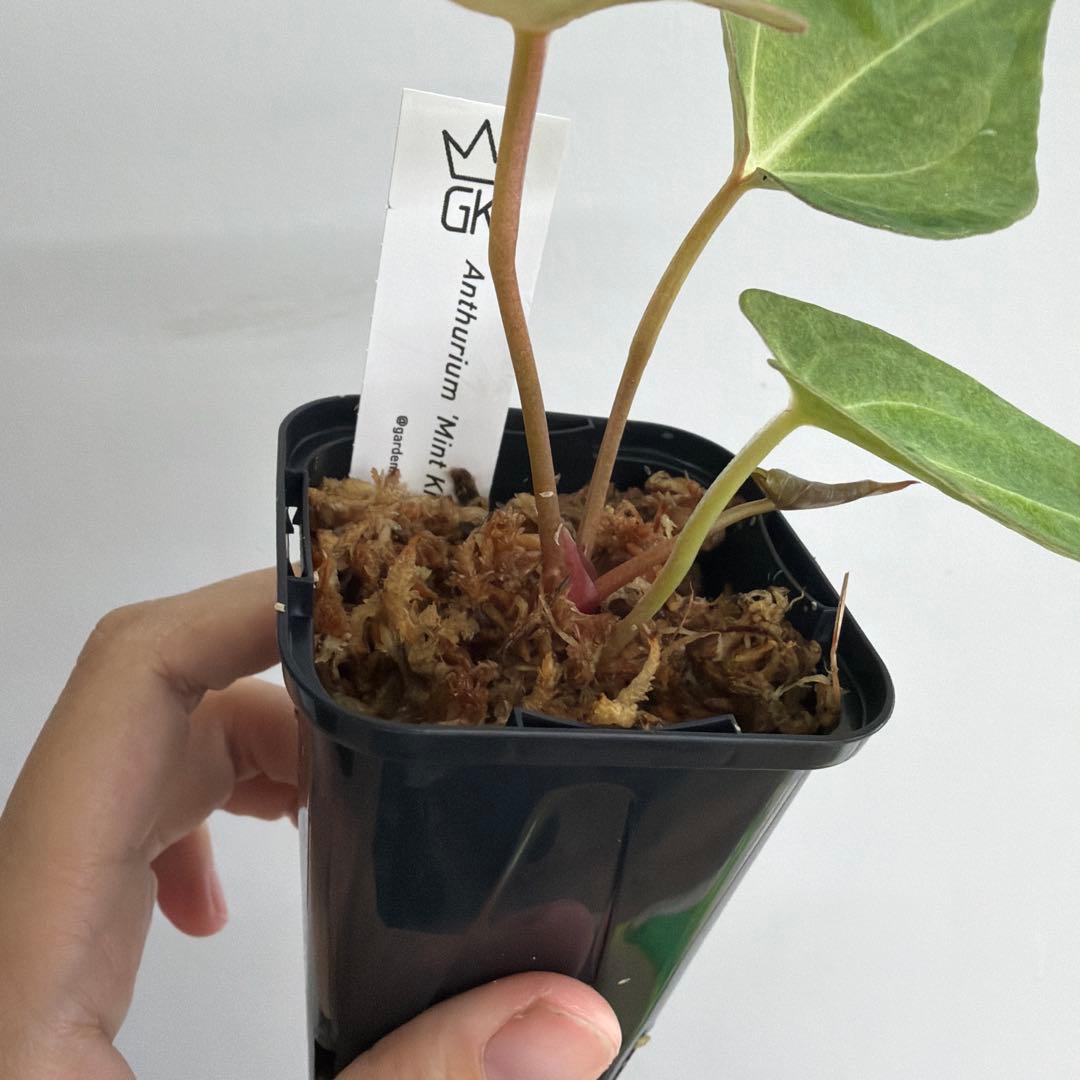Anthurium ‘Mint King’ アンスリウムミントキング 2