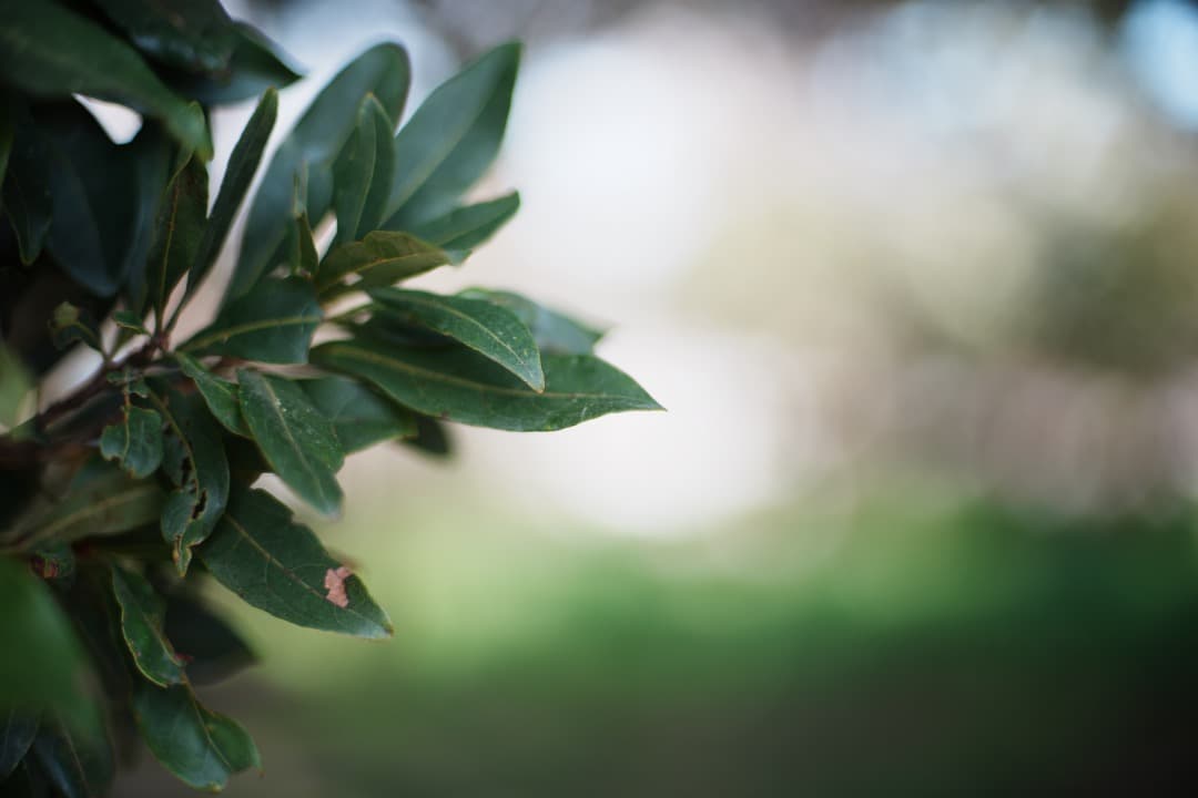 【極美品】動作◎ ニコン　Ai Nikkor 50mm F1.4 727