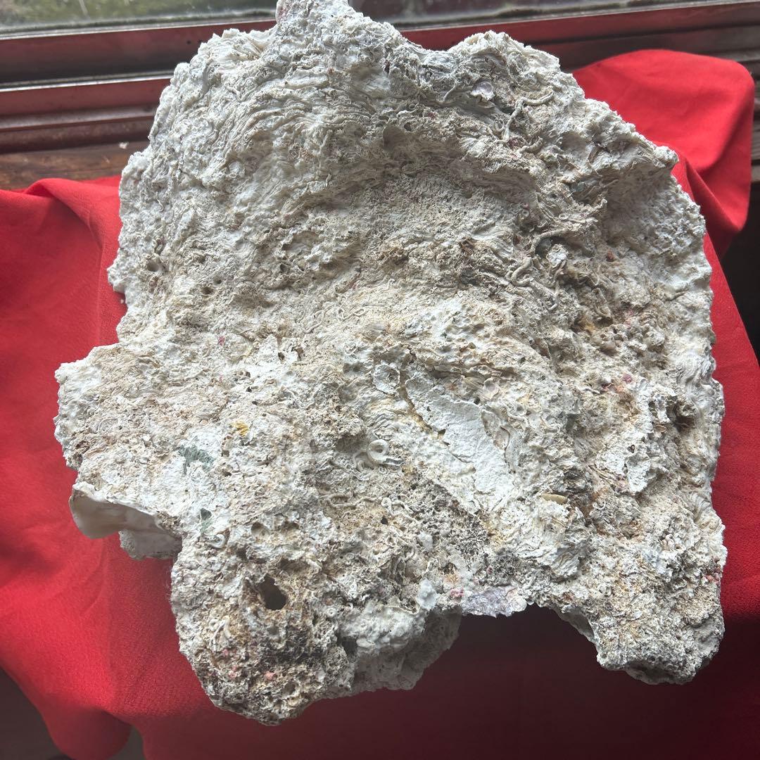 特大 飾り 珊瑚 サンゴ礁 置物 白 海水魚 水槽 レイアウト45cm