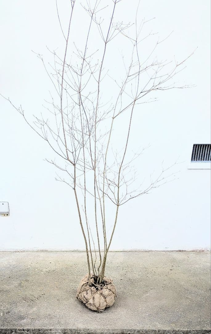 ゴエモンさま専用。。山採りドウダンツツジ。