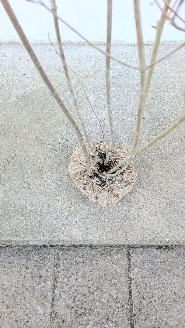 ゴエモンさま専用。。山採りドウダンツツジ。