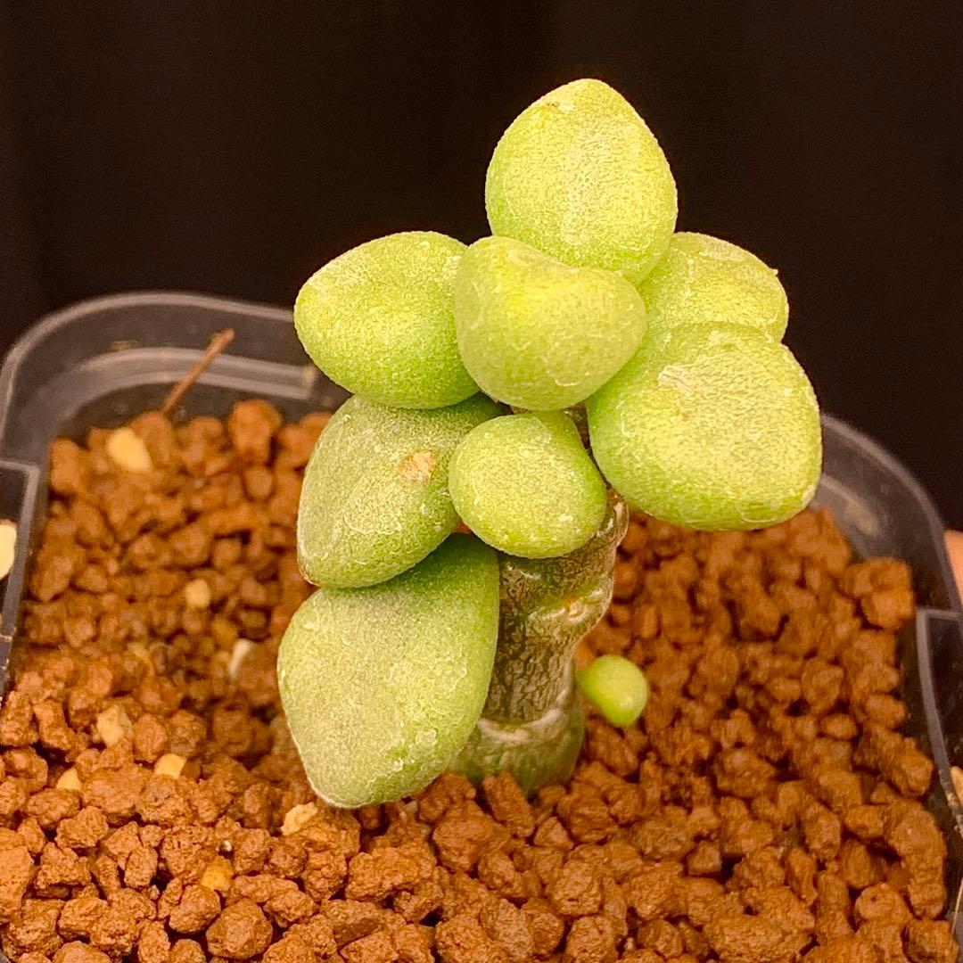 写真2-5枚目　チレコドン　ポドレイアエ　多肉植物　塊根植物　実生