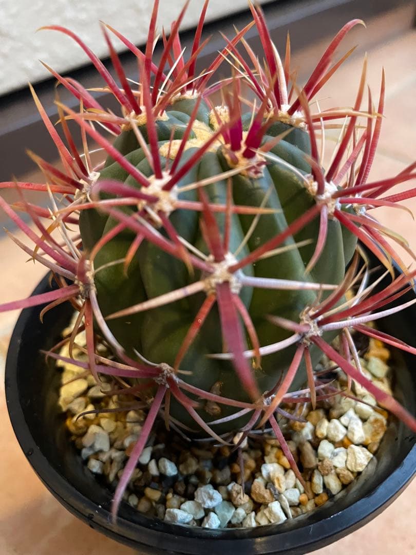 サボテン　美株　フェロカクタス　強赤棘　神仙玉