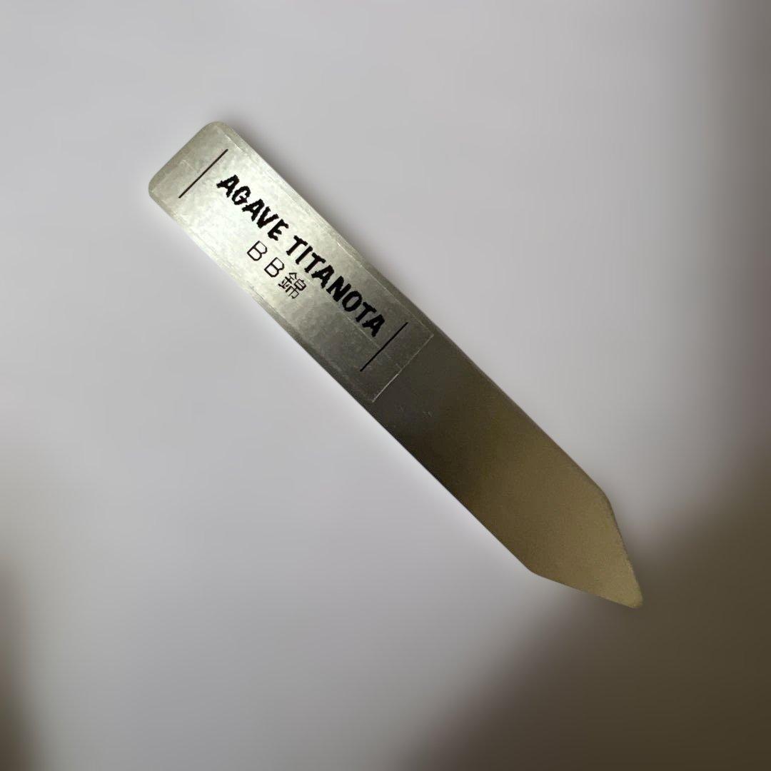 アガベ 鉢植発送 ＢＢ錦 斑入り 極上血統 希少株 スペシャル個体 超特選株