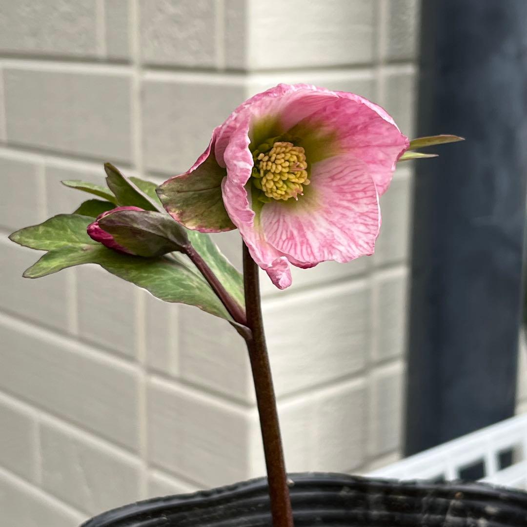 樹梨♡　メルカリ便 ❤️スペシャル価格❤️3143 【Ashwood 】【P